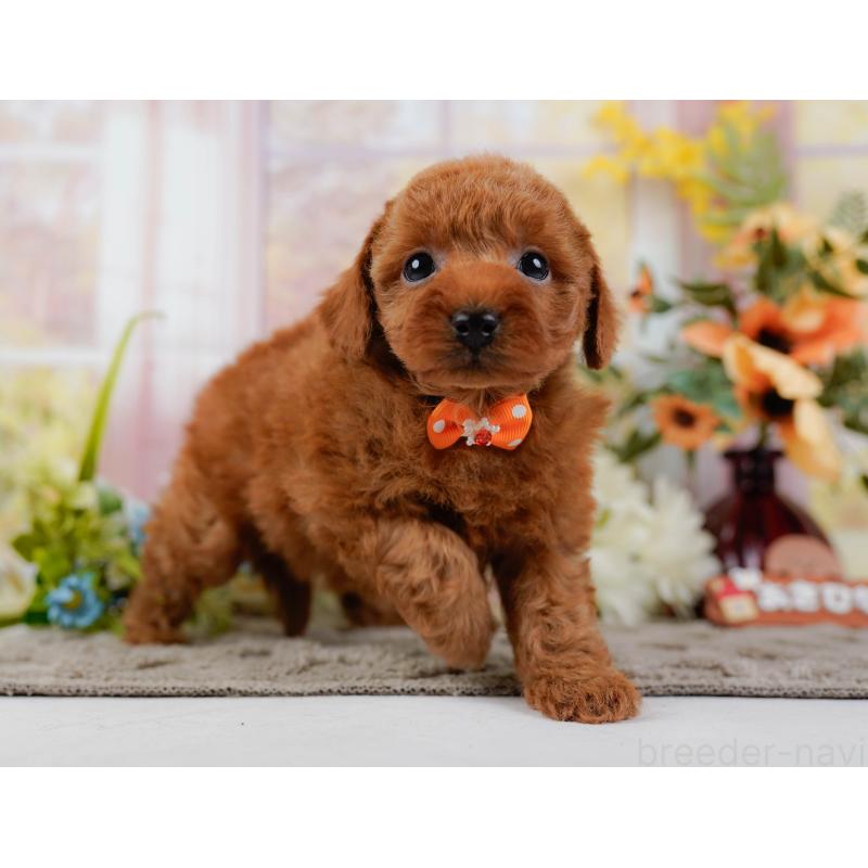 販売中の神奈川県のトイプードル-445173の12枚目