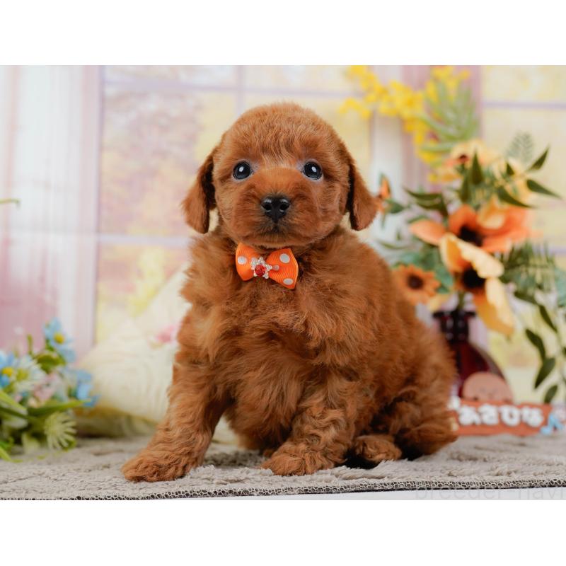 販売中の神奈川県のトイプードル-445173の10枚目