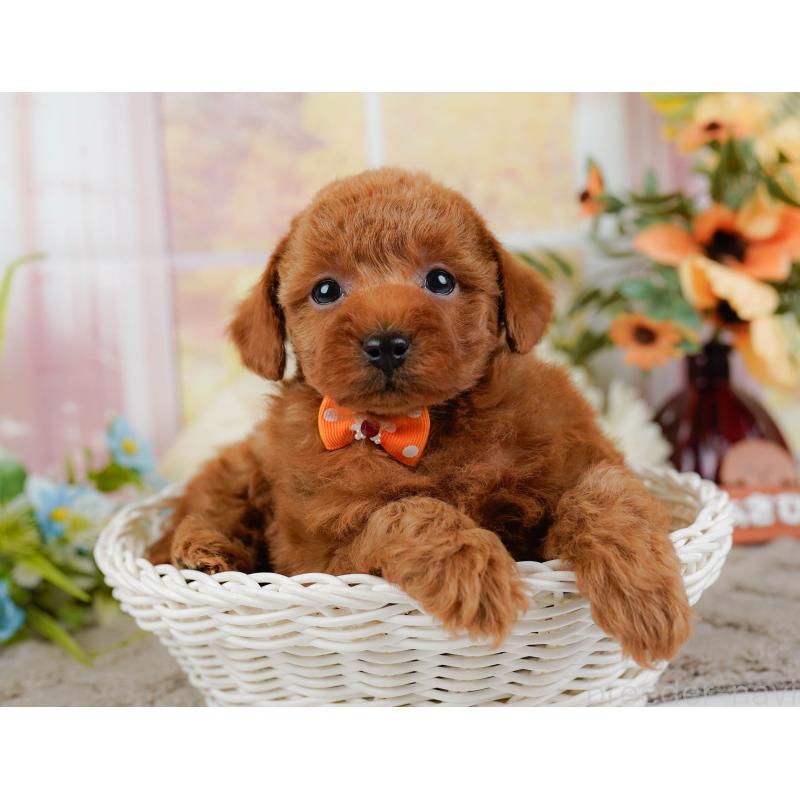 販売中の神奈川県のトイプードル-445173の7枚目