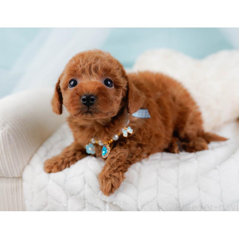 販売中の神奈川県のトイプードル-445173の6枚目