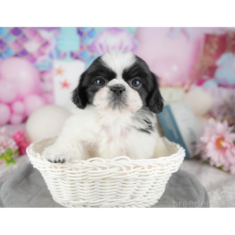 販売中の千葉県のミックス犬-445136の9枚目