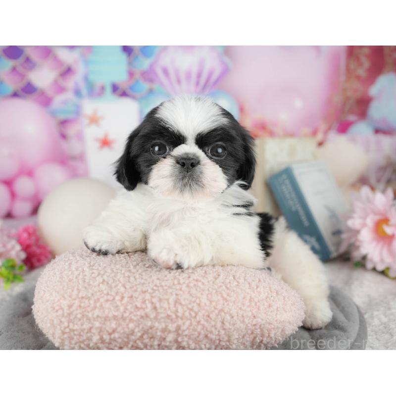 販売中の千葉県のミックス犬-445136の8枚目