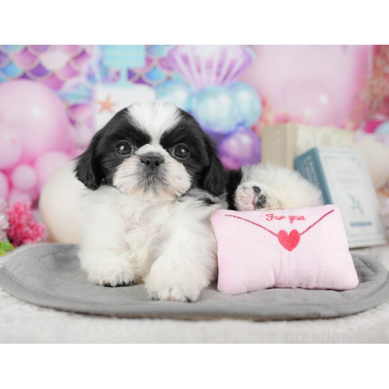 販売中の千葉県のミックス犬-445136の4枚目