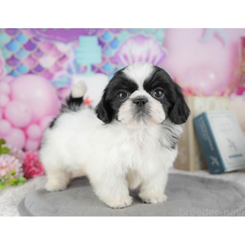 販売中の千葉県のミックス犬-445136の3枚目