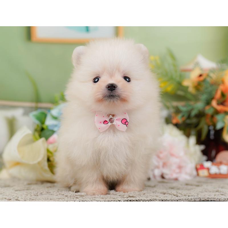 販売中の神奈川県のポメラニアン-445156の13枚目