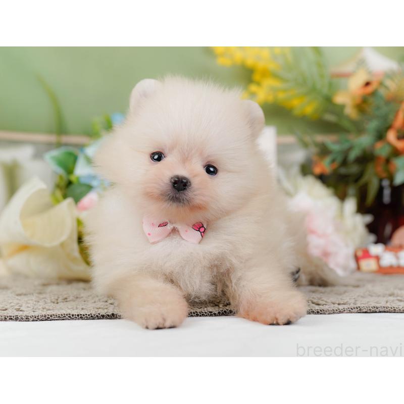 販売中の神奈川県のポメラニアン-445156の12枚目