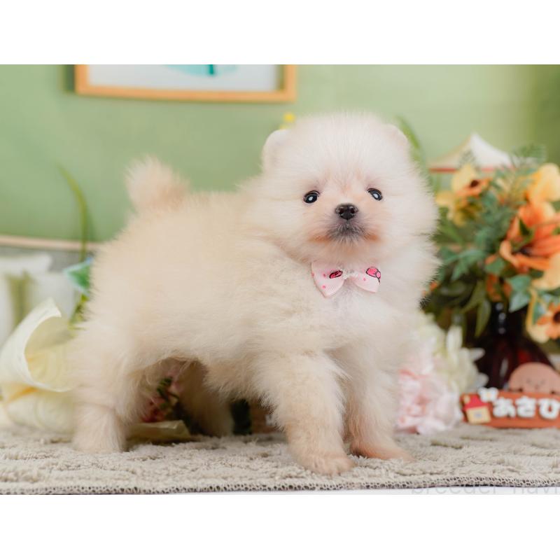 販売中の神奈川県のポメラニアン-445156の11枚目