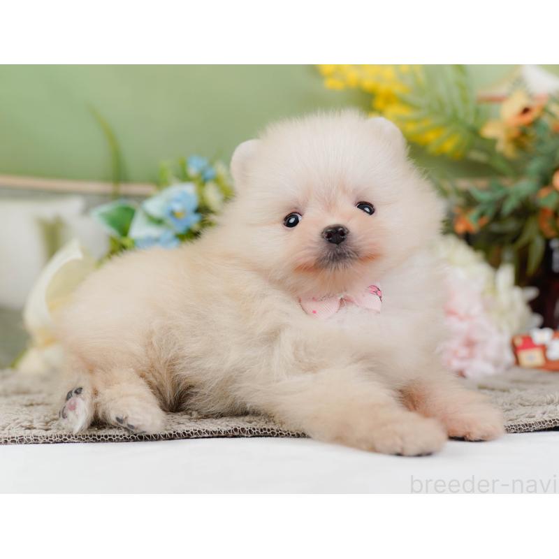 販売中の神奈川県のポメラニアン-445156の10枚目