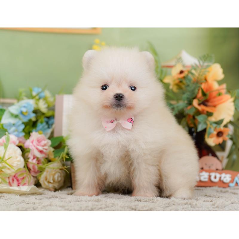 販売中の神奈川県のポメラニアン-445156の9枚目