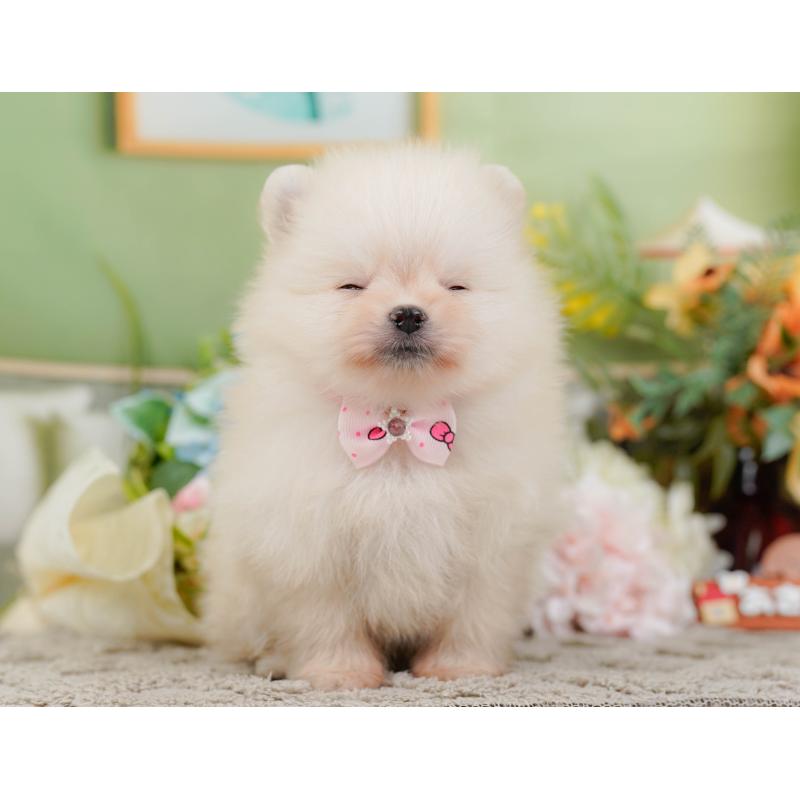 販売中の神奈川県のポメラニアン-445156の8枚目