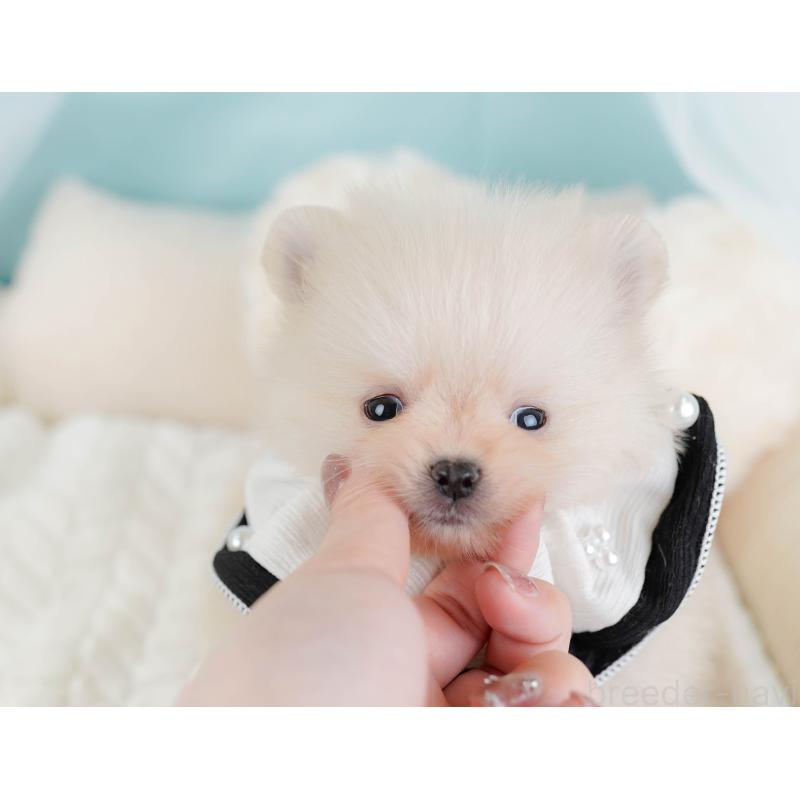 販売中の神奈川県のポメラニアン-445156の6枚目