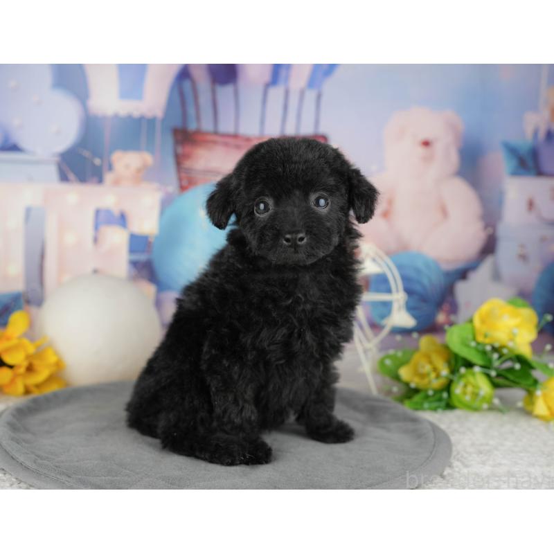 販売中の千葉県のトイプードル-444742の1枚目