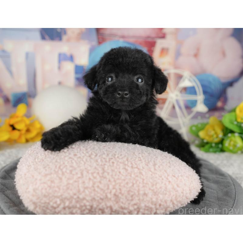 販売中の千葉県のトイプードル-444742の11枚目