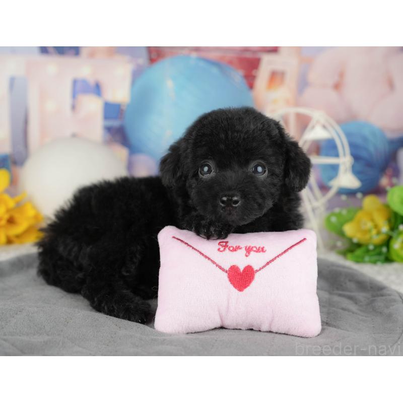 販売中の千葉県のトイプードル-444742の10枚目