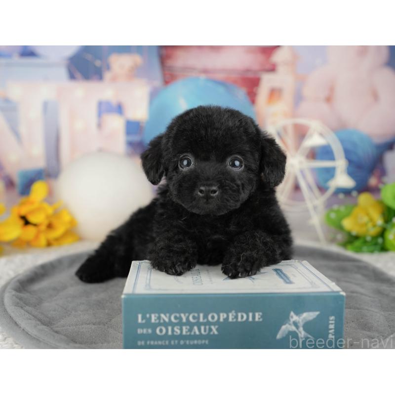 販売中の千葉県のトイプードル-444742の9枚目