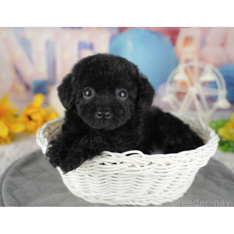 販売中の千葉県のトイプードル-444742の8枚目