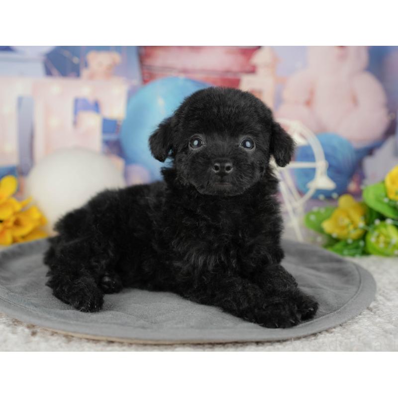 販売中の千葉県のトイプードル-444742の7枚目