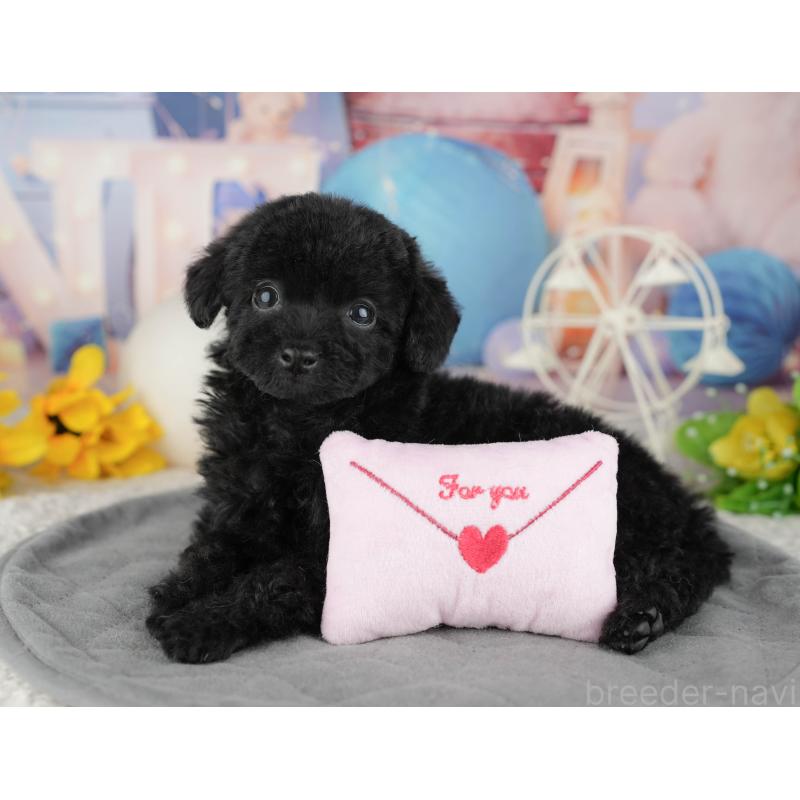 販売中の千葉県のトイプードル-444742の6枚目