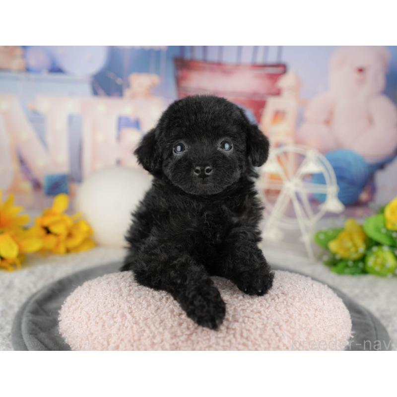 販売中の千葉県のトイプードル-444742の5枚目