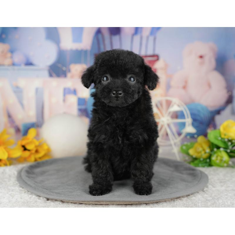 販売中の千葉県のトイプードル-444742の4枚目