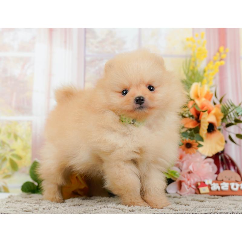 販売中の神奈川県のポメラニアン-445159の12枚目