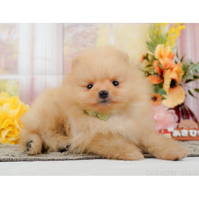 販売中の神奈川県のポメラニアン-445159の11枚目