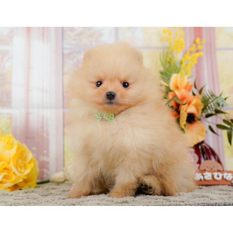 販売中の神奈川県のポメラニアン-445159の10枚目