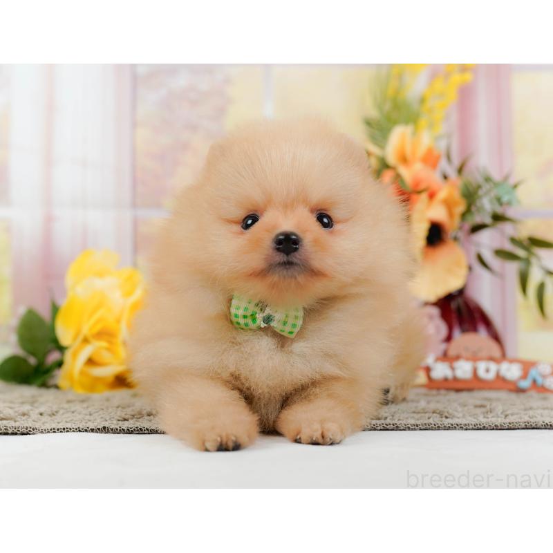 販売中の神奈川県のポメラニアン-445159の8枚目