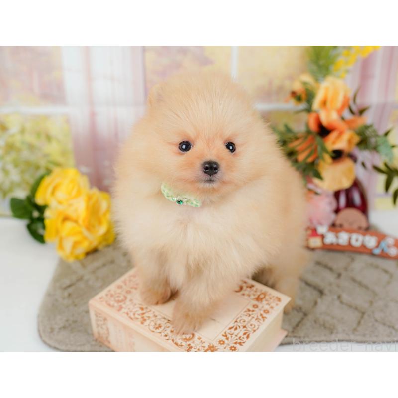 販売中の神奈川県のポメラニアン-445159の7枚目