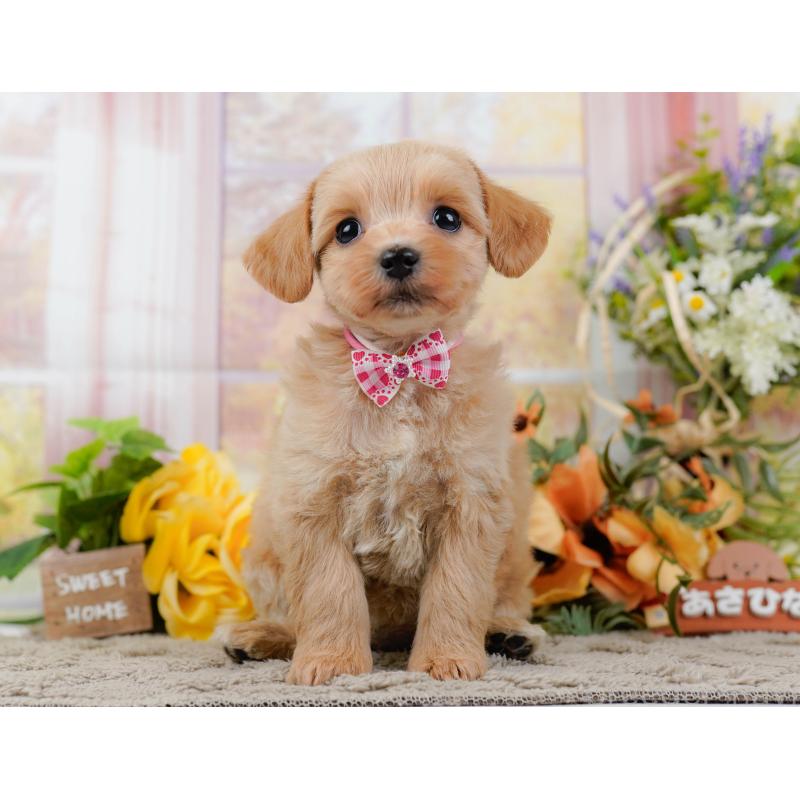 販売中の神奈川県のミックス犬-445145の13枚目