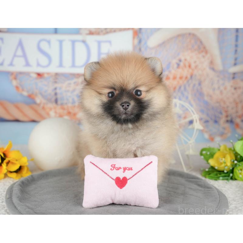 販売中の千葉県のポメラニアン-444741の4枚目