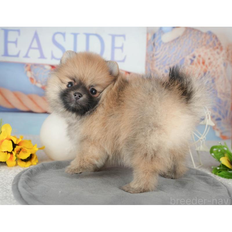 販売中の千葉県のポメラニアン-444741の3枚目