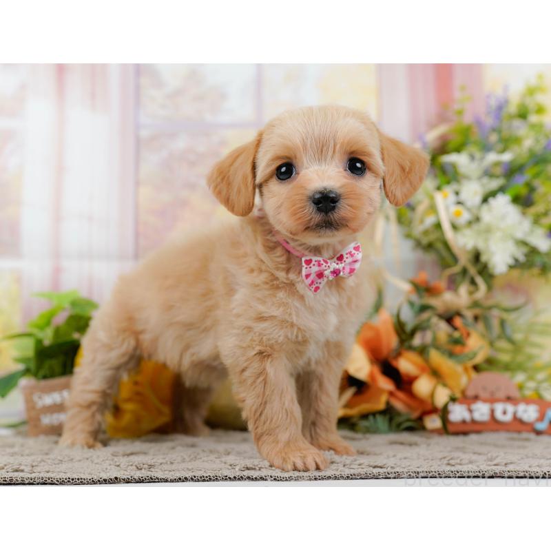 販売中の神奈川県のミックス犬-445145の12枚目