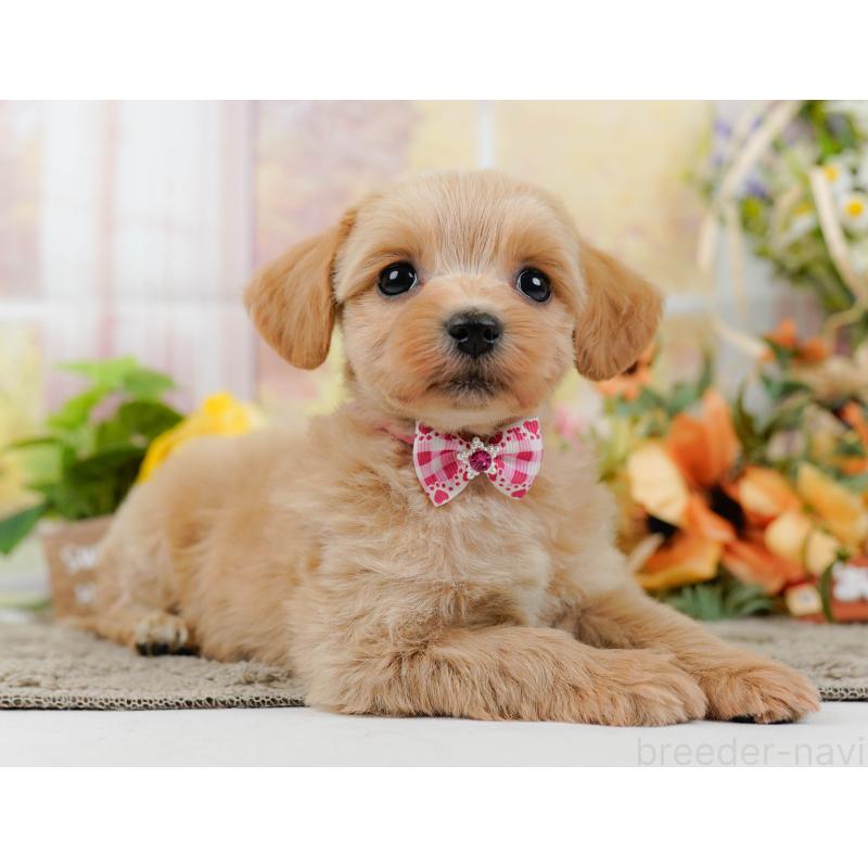 販売中の神奈川県のミックス犬-445145の11枚目