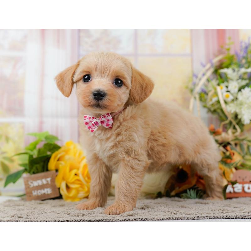 販売中の神奈川県のミックス犬-445145の10枚目