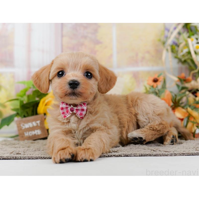 販売中の神奈川県のミックス犬-445145の8枚目