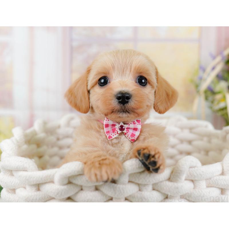 販売中の神奈川県のミックス犬-445145の7枚目