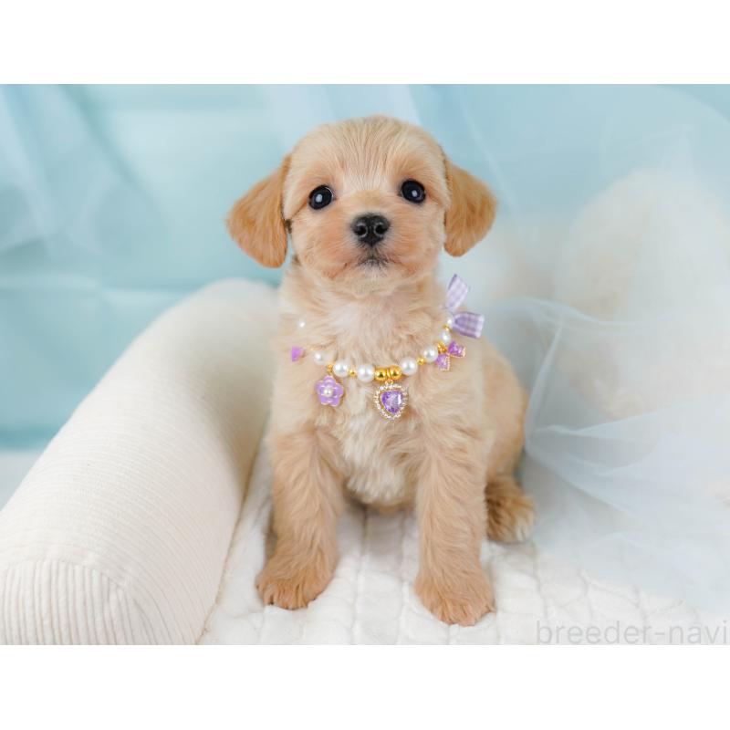 販売中の神奈川県のミックス犬-445145の6枚目