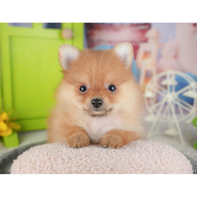 販売中の千葉県のポメラニアン-444702