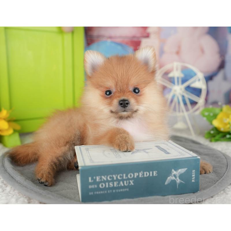 販売中の千葉県のポメラニアン-444702の10枚目