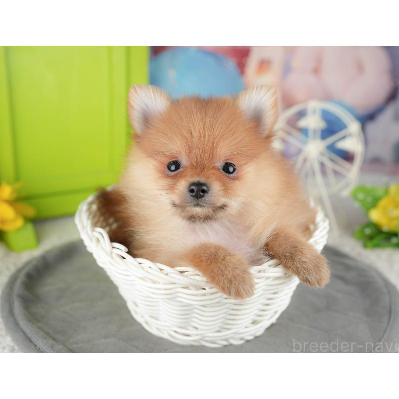 販売中の千葉県のポメラニアン-444702の9枚目