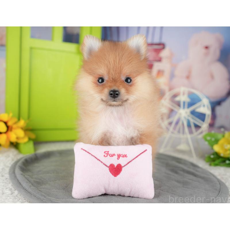 販売中の千葉県のポメラニアン-444702の8枚目