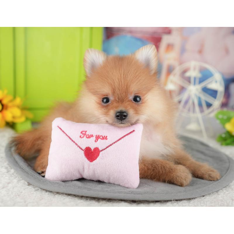 販売中の千葉県のポメラニアン-444702の7枚目