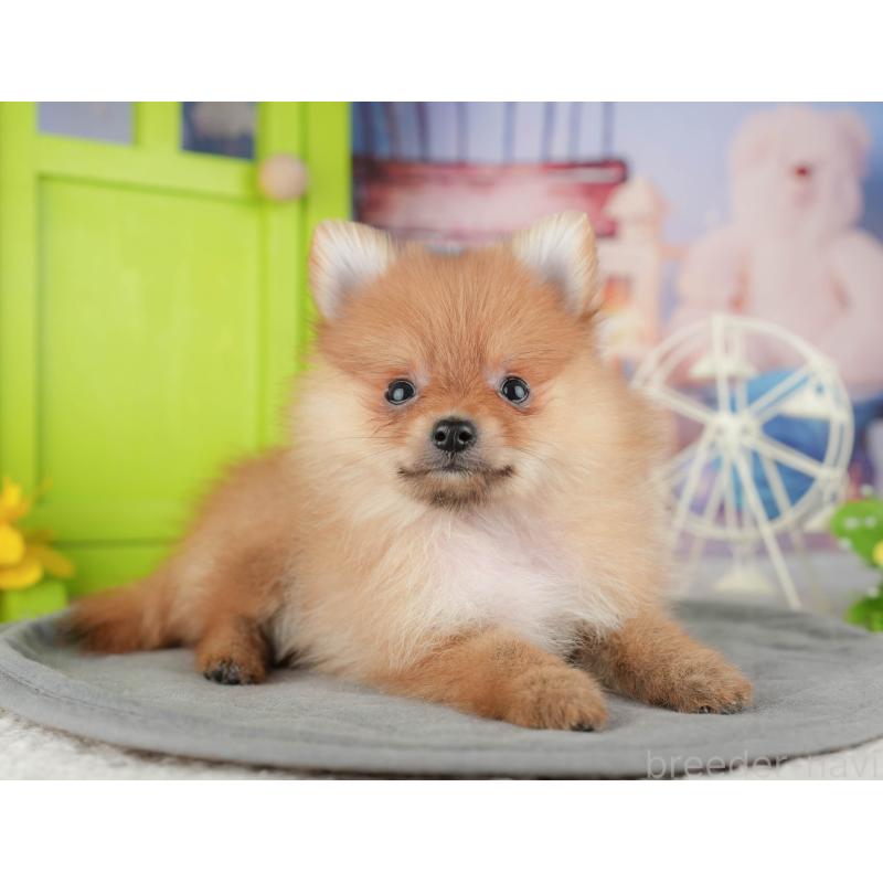 販売中の千葉県のポメラニアン-444702の4枚目