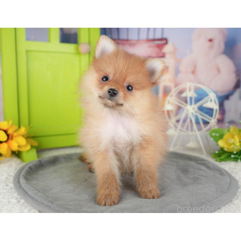 販売中の千葉県のポメラニアン-444702の3枚目