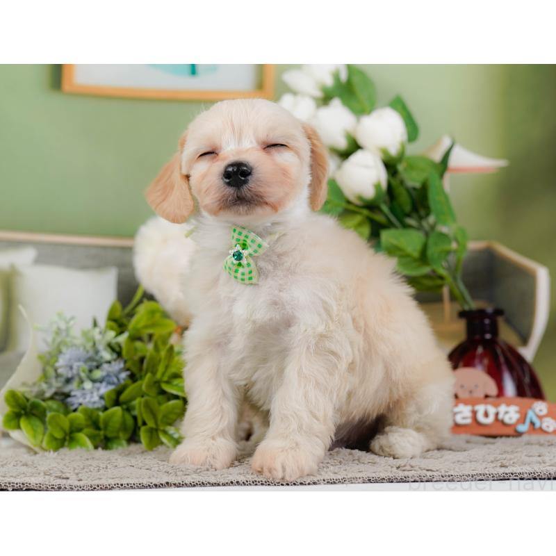 販売中の神奈川県のミックス犬-445149の7枚目