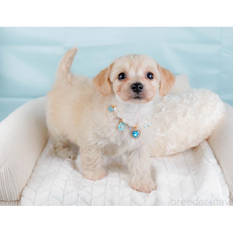 販売中の神奈川県のミックス犬-445149の6枚目