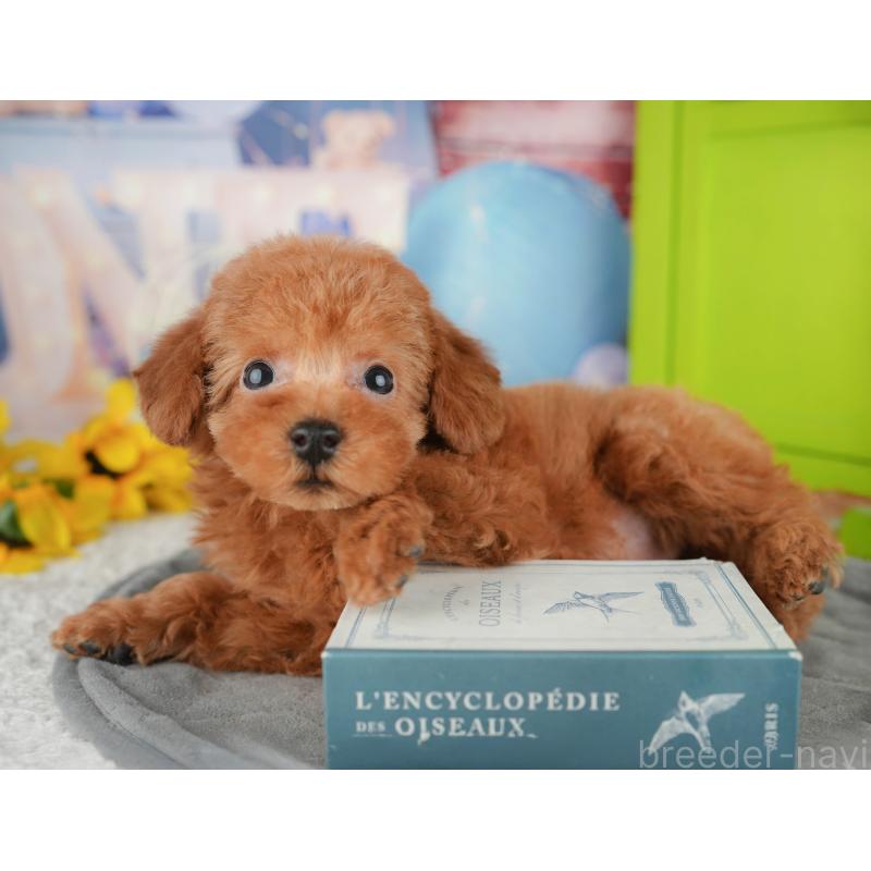 販売中の千葉県のトイプードル-444696の11枚目