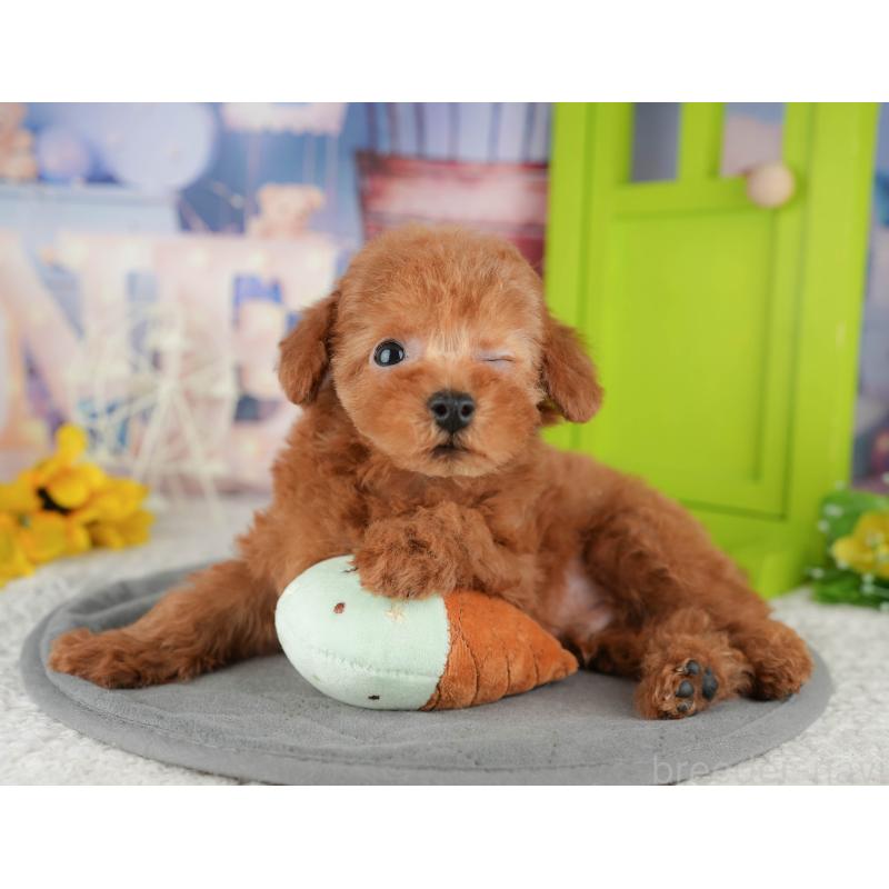 販売中の千葉県のトイプードル-444696の10枚目