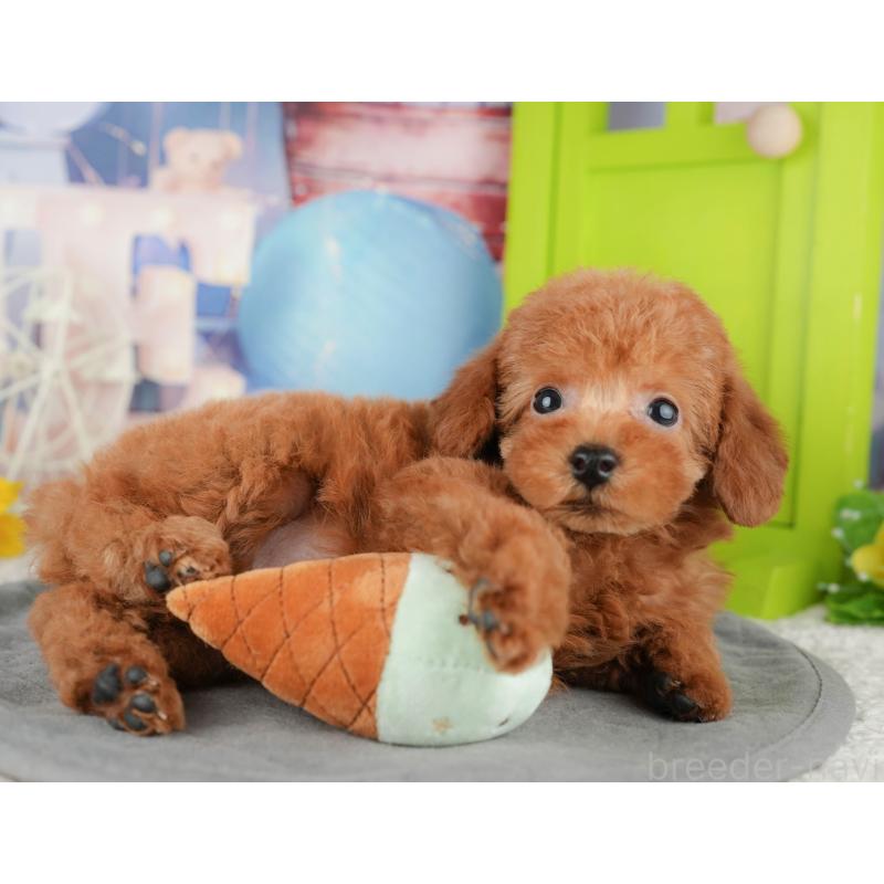 販売中の千葉県のトイプードル-444696の9枚目